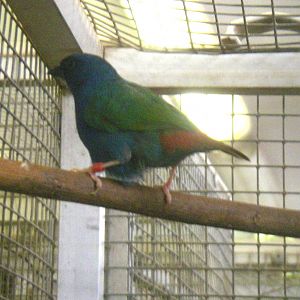 Tricolored Parrotfinch (Erythrura tricolor)