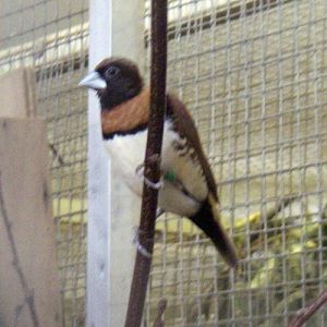 Chestnut-breasted Mannikin (Lonchura castaneothorax)