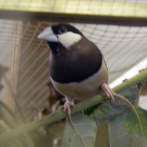 Timor Sparrow (Padda fuscata)