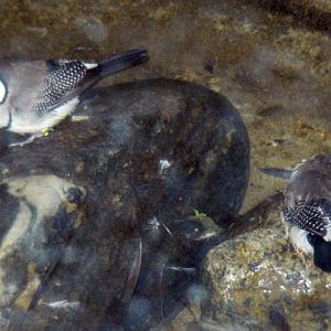 Owl Finches (Taeniopygia bichenovii)