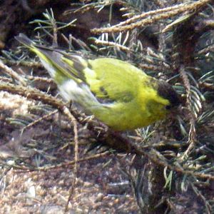 European Siskin (Carduelis spinus)