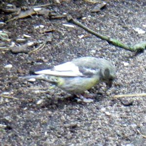 White-winged Crossbill (Loxia leucoptera)