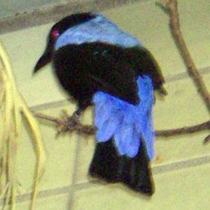 Asian Fairy Bluebird (Irena puella)