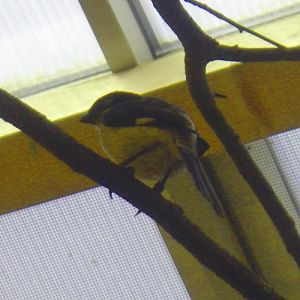 Long-tailed Fiscal (Lanius cabanisi)
