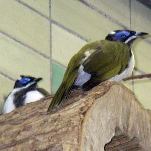 Blue-faced Honeyeaters (Entomyzon cyanotis)
