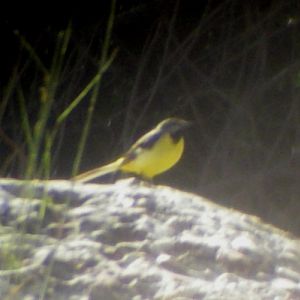 Grey Wagtail (Motacilla cinerea)