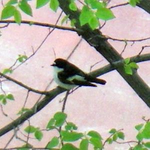 European Pied Flycatcher (Ficedula hypoleuca)