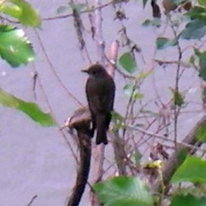 Spotted Flycatcher (Muscicapa striata)