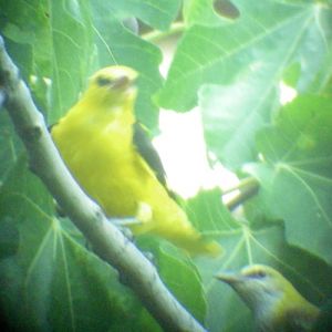 Eurasian Golden Oriole (Oriolus oriolus)