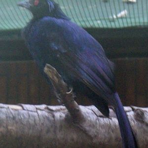 Trumpet Manucode (Phonygrammus keraudrenii)