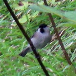 Willow Tit (Parus montanus)