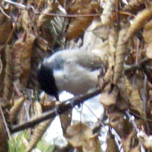 Marsh Tit (Parus palustris)