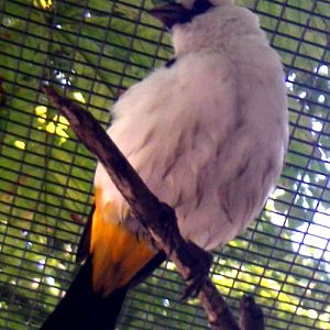 White-headed Buffalo Weaver (Dinemellia dinemelli)