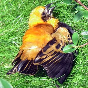 Orange Bishop (Euplectes franciscanus)