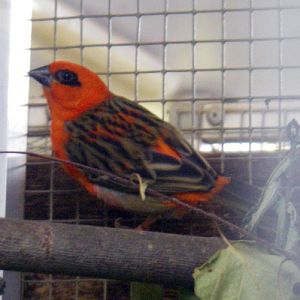 Madagascar Red Fody (Foudia madagascariensis)