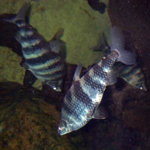 Marbled Headstanders (Abramites hypselonotus)