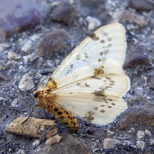 Spotted Ash Looper (Abraxas pantaria)
