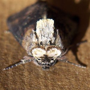 Dark Spectacle (Abrostola triplasia)