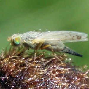 Safflower Fly (Acanthiophilus helianthi)