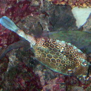 Honeycomb Cowfish (Acanthostracion polygonius)