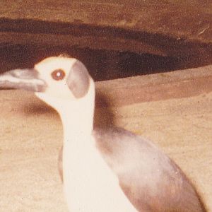 White-necked picathartes