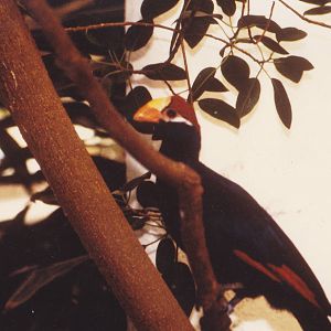 Violet plaintain-eater