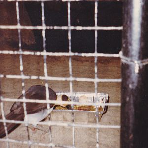 White-necked Picathartes