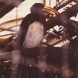 African Pied hornbill