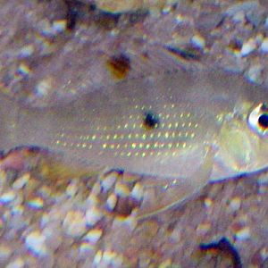 Threadfin Acara (Acarichthys heckelii)