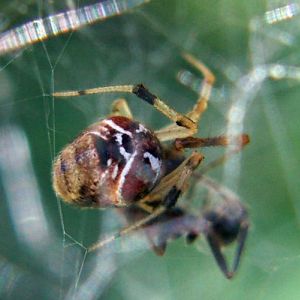 Crescent Combfoot (Achaearanea lunata)