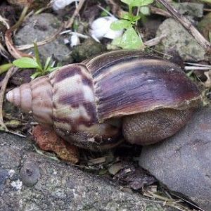 African Giant Snail (Achatina fulica)