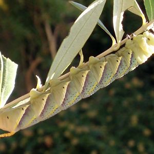 Death's Head Hawk Moth (Acherontia atropos)