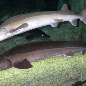 Siberian Sturgeons (Acipenser baeri)