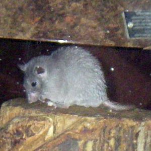 Cairo Spint Mouse (Acomys cahirinus)