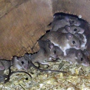 Cretan Spiny Mice (Acomys minous)