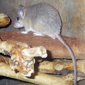 Asia Minor Spiny Mouse (Acomys cilicicus)