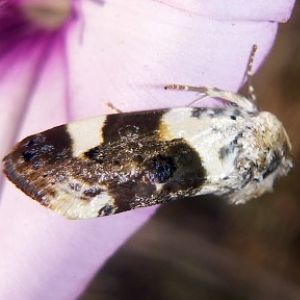 Pale Shoulder (Acontia lucida)