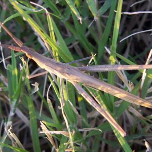 Snouted Grasshopper (Acrida ungarica)