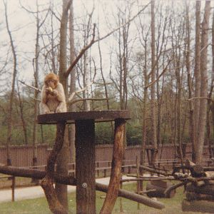 The old Barbary monkey-enclosure
