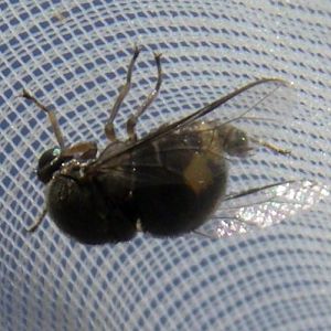 Top-horned Hunchback (Acrocera orbiculus)