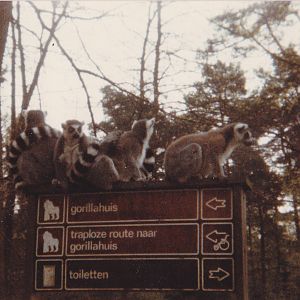 Ring-tailed lemurs on the signs