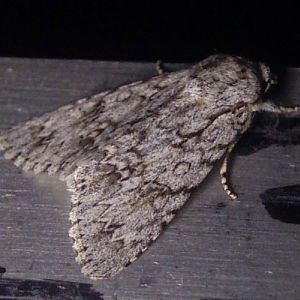 Sycamore (Acronicta aceris)