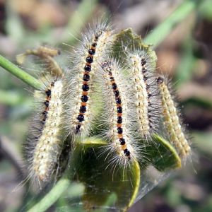 Sweet Gale Moths (Acronicta euphorbiae)