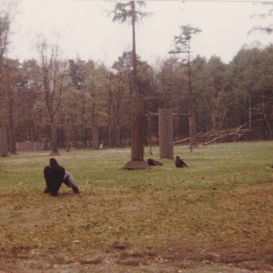 The old gorilla-island