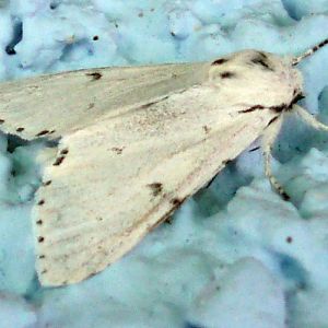 Miller (Acronicta leporina)