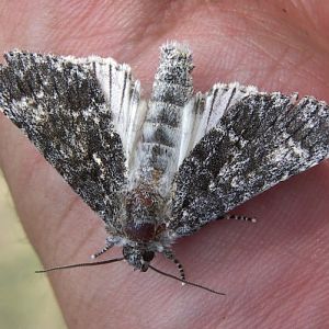 Poplar Grey (Acronicta megacephala)