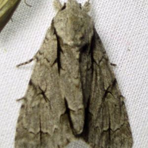 Grey Dagger (Acronicta psi)