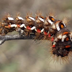 Knot Grass (Acronicta rumicis)
