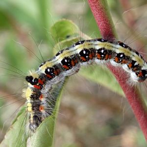 Dark Dagger (Acronicta tridens)