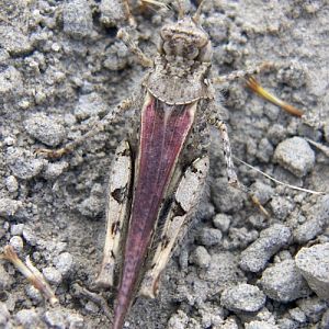 Band-winged Grasshopper (Acrotylus insubricus)